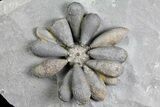 Jurassic Fossil Urchin (Firmacidaris) - Amellago, Morocco #179470-2